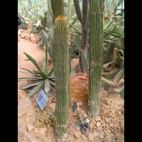 Cactus cierge, Neobuxbaumia polylopha (DC) Backeb. (fam Cactacees) (Mexique) (3)